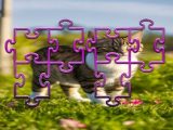 Cat Jigsaw Puzzle Frenzy