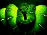 Green Snake