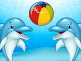 Dolphin Show